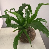 Кокедама - ПлантАрт - Интернет-магазин искусственных растений и кашпо, озеленение интерьеров