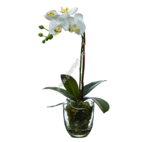 Орхидея Фаленопсис белая куст 40 см, в стекл. вазе с мхом, корнями и землей, 3 634 руб. - ПлантАрт - Интернет-магазин искусственных растений и кашпо, озеленение интерьеров