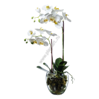 Орхидея Фаленопсис белая куст 60 см 2 ветви в стекл.вазе с мхом, корнями, землей - ПлантАрт - Интернет-магазин искусственных растений и кашпо, озеленение интерьеров