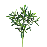 Ветка оливы натуральная с плодами, 50 см, 629 руб. - ПлантАрт - Интернет-магазин искусственных растений и кашпо, озеленение интерьеров