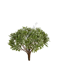 Дасти Миллер серо-зеленый припыленный куст, 539 руб., в-15 см - ПлантАрт - Интернет-магазин искусственных растений и кашпо, озеленение интерьеров