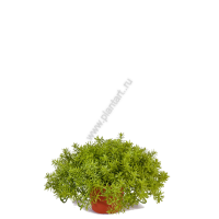 Дасти Миллер нежно-зеленый куст в горшочке, 2 944 руб.,  в-20, д-35 см - ПлантАрт - Интернет-магазин искусственных растений и кашпо, озеленение интерьеров
