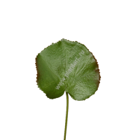 Галакс лист малый, выс. 37см,  диам. 8х10 см - ПлантАрт - Интернет-магазин искусственных растений и кашпо, озеленение интерьеров