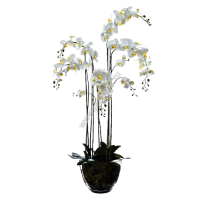 Орхидея Фаленопсис белая куст 150 см 5 ветвей в стекл.вазе с мхом, корнями, землей - ПлантАрт - Интернет-магазин искусственных растений и кашпо, озеленение интерьеров
