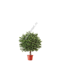 Самшит шар уличный на коротком стволе 3 936 руб., диам. 30 см - ПлантАрт - Интернет-магазин искусственных растений и кашпо, озеленение интерьеров