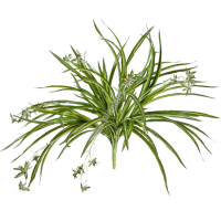 Хлорофитум бело-зеленый куст,  выс. 45 см, от 1314 руб. - ПлантАрт - Интернет-магазин искусственных растений и кашпо, озеленение интерьеров