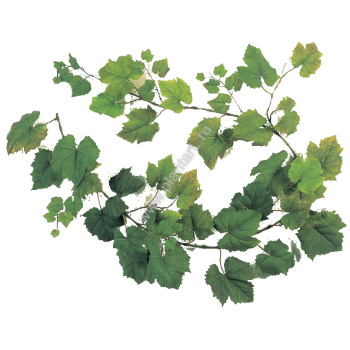 Виноградная ветвь-гирлянда натуральная 180 см, 1 823 руб. - ПлантАрт - Интернет-магазин искусственных растений и кашпо, озеленение интерьеров
