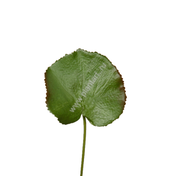 Галакс лист малый, выс. 37см,  диам. 8х10 см - ПлантАрт - Интернет-магазин искусственных растений и кашпо, озеленение интерьеров