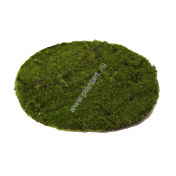 Мох Круглый большой д-30 см - ПлантАрт - Интернет-магазин искусственных растений и кашпо, озеленение интерьеров