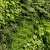 Зеленые стены - ПлантАрт - Интернет-магазин искусственных растений и кашпо, озеленение интерьеров
